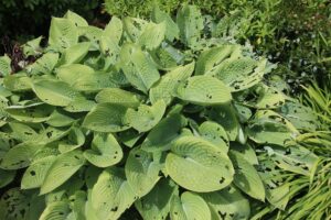 Slugs eating garden goods